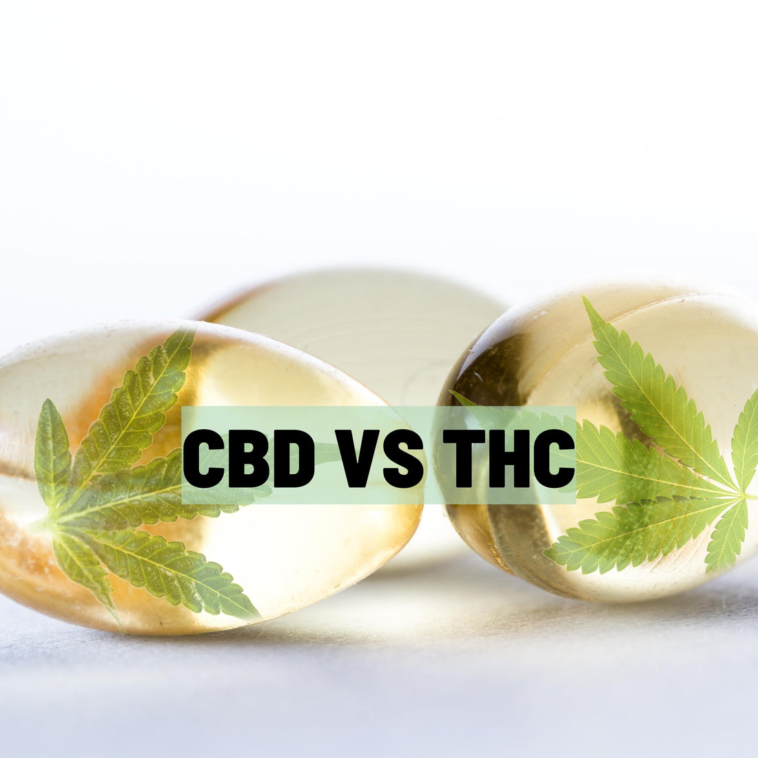 CBD vs THC: Carolina Dream